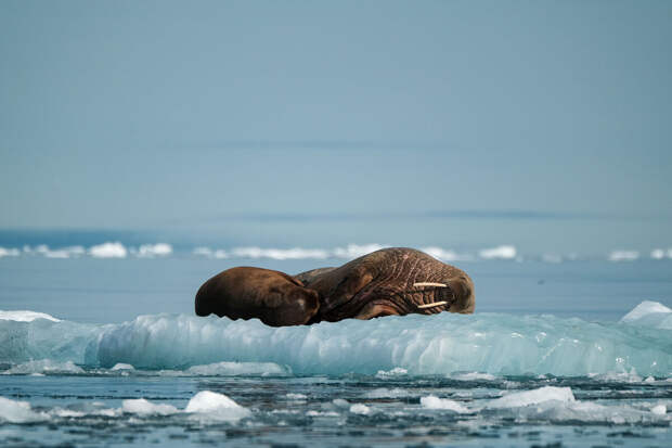 Эксперт Данькин: туристическая отрасль способствует развитию Арктики