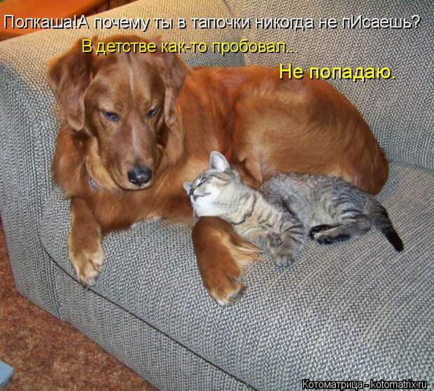 Новые котоматрицы с классным задором (30 фото)