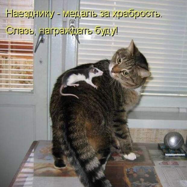 Стать хорошим наездником способен не каждый!