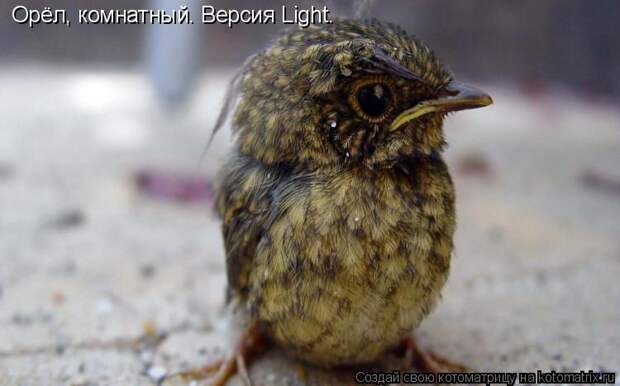Орёл, комнатный. Версия Light.