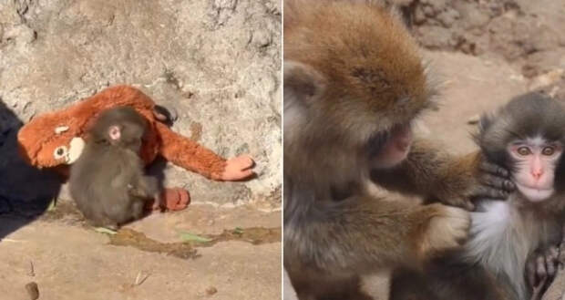 Макака Панч из Итикавы нашла друзей в вольере после травли