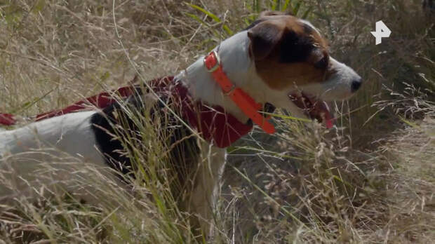 Генсек НАТО рассказал о "содержательном разговоре" с собакой