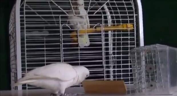 Figaro gives tool-making demonstration watched by Kiwi