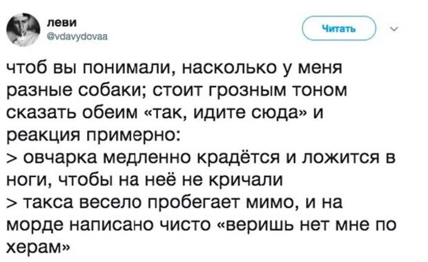 Состояние по жизни: такса Состояние по жизни: такса