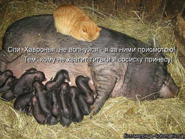 Котоматрицы(картинки с надписями)