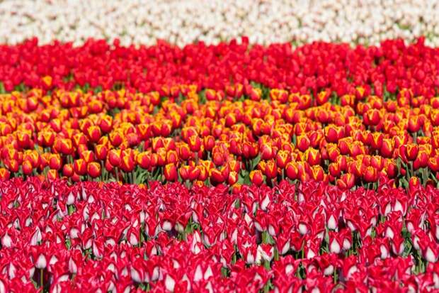 Flowers of The Netherlands