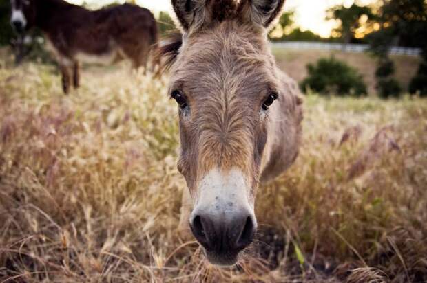 Фольклор и народная медицина: почему в Ирландии коклюш лечили ослами?