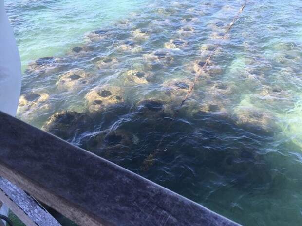 Я отдыхал на курорте и увидел что-то непонятное под водой около пирса