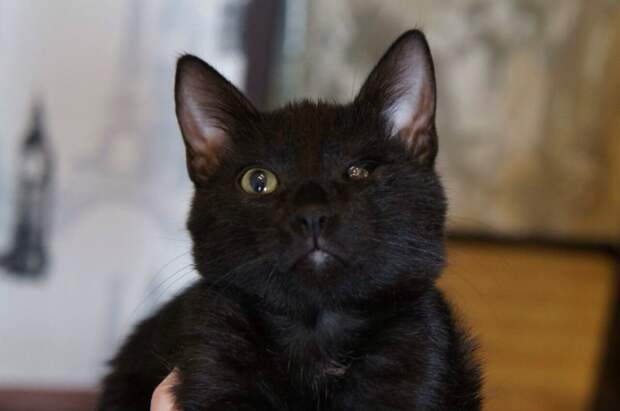 Крохотный котенок чудом пережил удар о дно мусорного бака истории спасения, история спасения, котенок, черный котенок