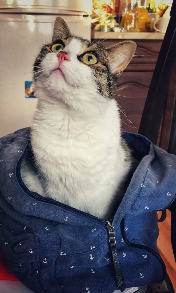 Кошка
