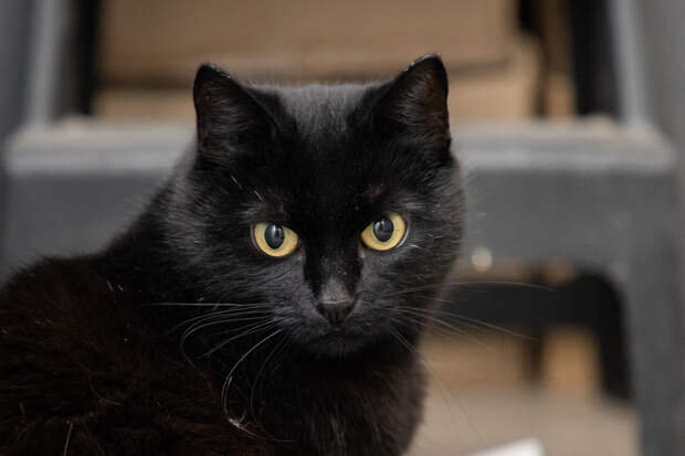 Бешенство после укуса домашней кошки и рост просрочек по ипотеке: дайджест главных региональных событий