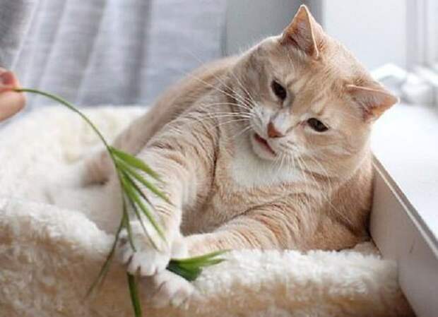 Кот и листик Игривый котик