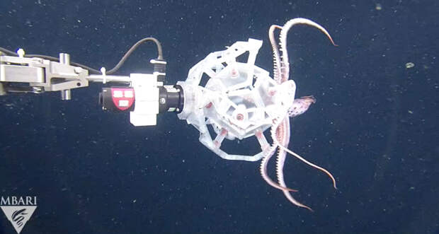 robot catching a cephalopod