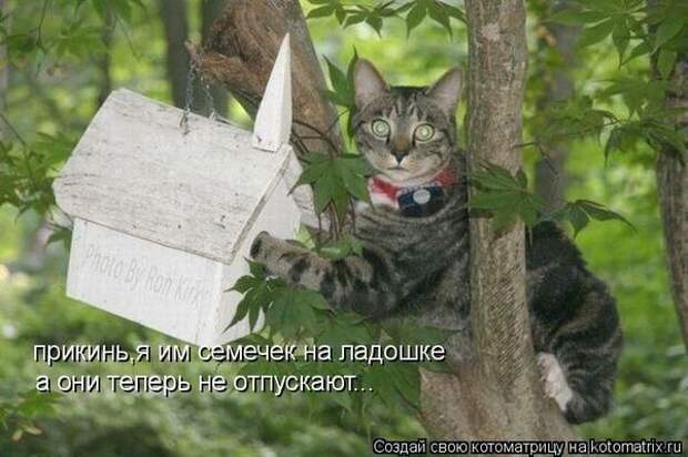 Котоматрицы великолепные, каждая с кусочком позитива и хорошего настроения!!!