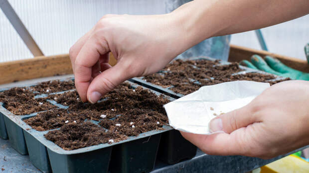 Лунный посевной календарь на май: когда высаживать рассаду, семена и сидераты