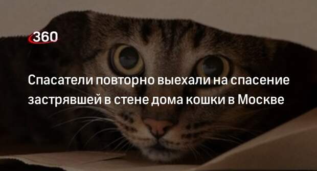 Сотрудники МЧС вновь выехали на спасение кошки, застрявшей в стене дома в Москве