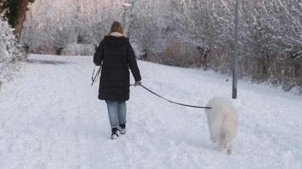 Кинолог Голубев посоветовал разнообразить зимние прогулки с собакой