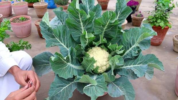 Если вы любите цветную капусту, то стоит попробовать посадить ее у себя дома. /Фото: i.ytimg.com
