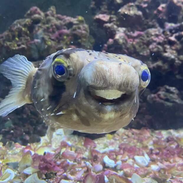 Стоматолог спас загадочного клиента, который живет в аквариуме и подарил ему улыбку