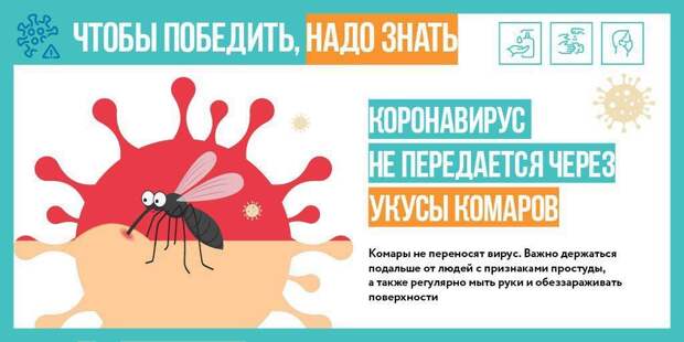 Комары не способны заражать людей коронавирусом Фото: mos.ru
