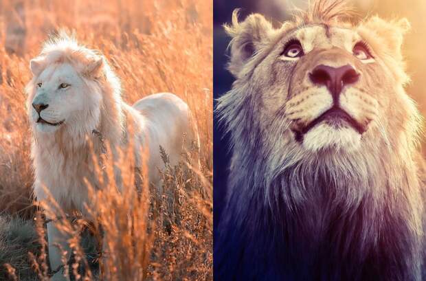 25 великолепных фотографий львов от знаменитого фотографа хищников Саймона Нидхэма