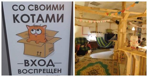 Котокафе в Калуге, для тех кому некуда девать нежность Котокафе в Калуге, для тех кому некуда девать нежность