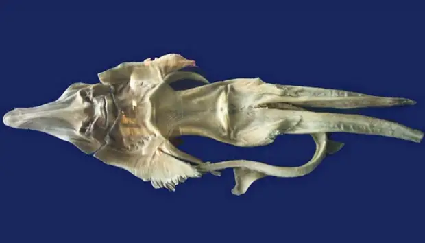 Фиджийская русалка.