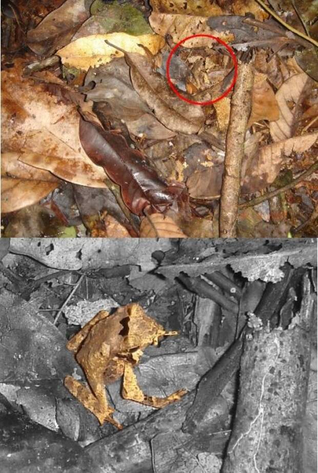Удивительный природный камуфляж (38 фото)
