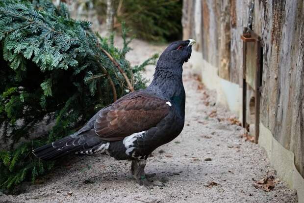 В Ленобласти глухари распустили хвосты и запели брачную песню в разгар тока