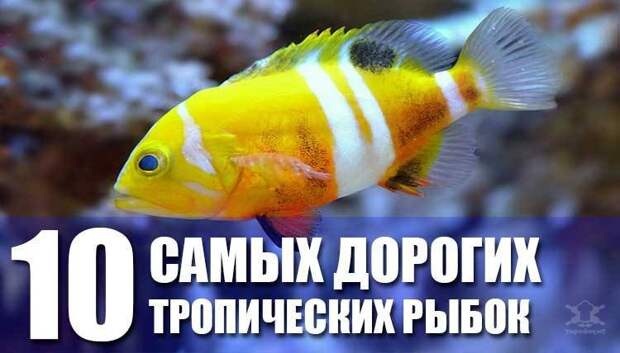 Самые дорогие рыбки Самые дорогие рыбки