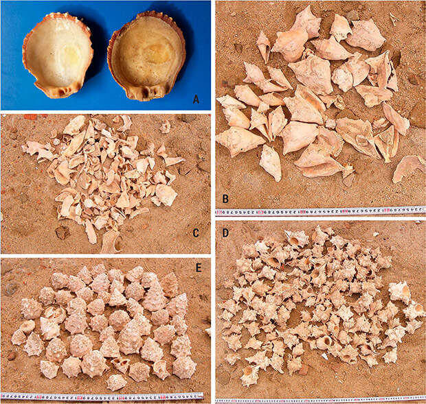 Жители эллинистической Береники разнообразно использовали ракушки от съеденных моллюсков