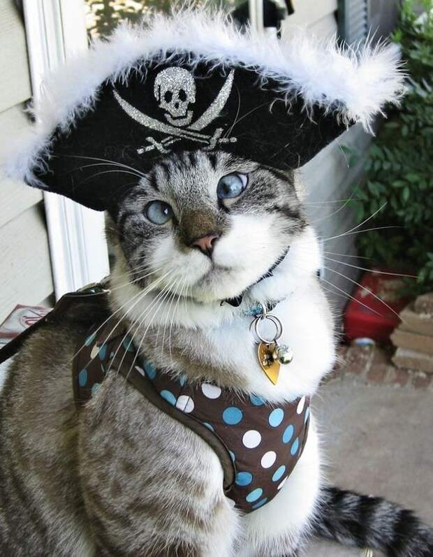 Спанглс - самый милый косоглазый кот в интернете (6 фото)