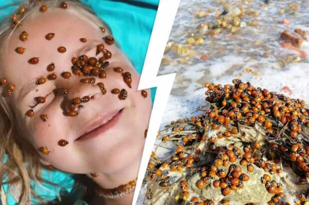божьи коровки вторжение русский пляж, божьи коровки вторжение анапский пляж, божьи коровки вторжение русский пляж видео, божьи коровки вторжение русский пляж фото, божьи коровки вторжение русский пляж июль 2021