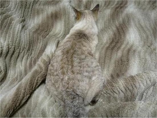Camouflage-Cats-4 (551x413, 75Kb)