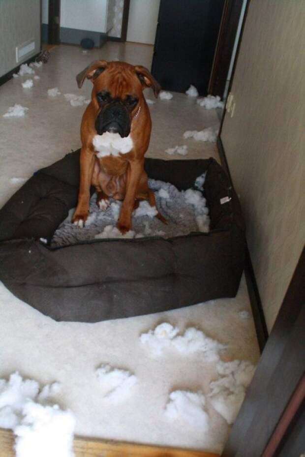 I Think He Immediately Regrets His Decision To Shred His Bed