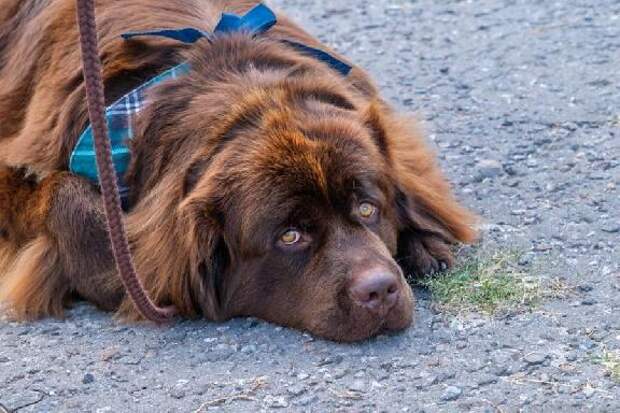 В России утверждён стандарт рабочих качеств собак-поводырей