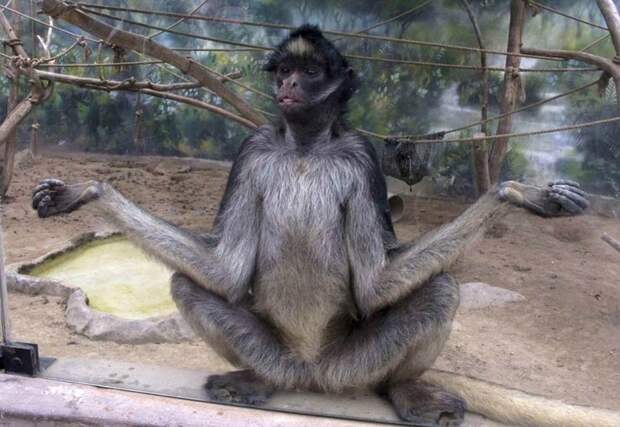 Самцы суматранских орангутангов могут задерживать период окончательного полового созревания, когда формируются внешние вторичные половые признаки, на срок более десяти лет, чтобы набраться сил и свергнуть вожака монополизировавшего всех самок интересное, обезьяны, факты, фауна