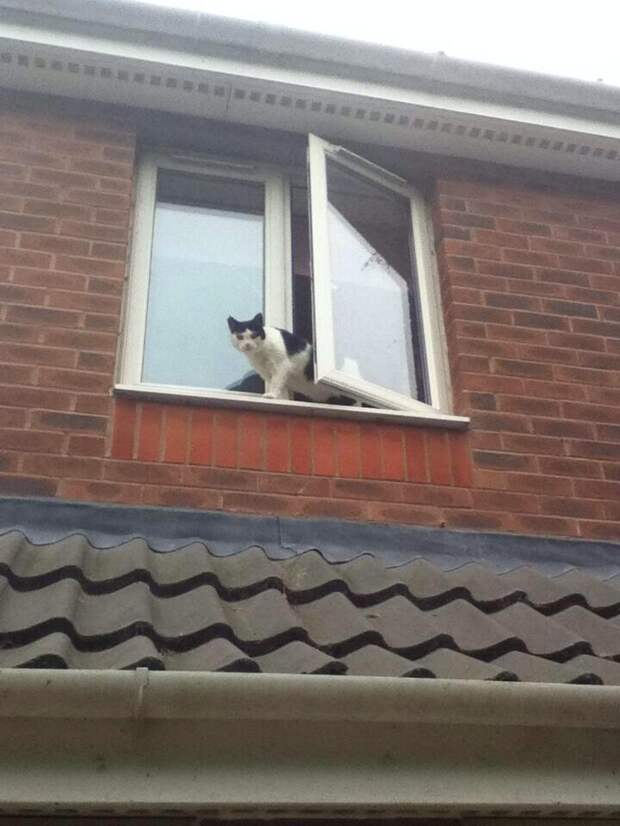 my cat is sad 