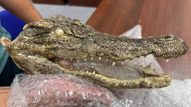 Хабаровские таможенники нашли у туриста в багаже голову крокодила