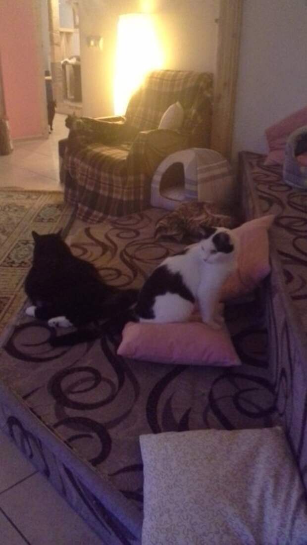 Котокафе в Калуге, для тех кому некуда девать нежность Котокафе в Калуге, для тех кому некуда девать нежность