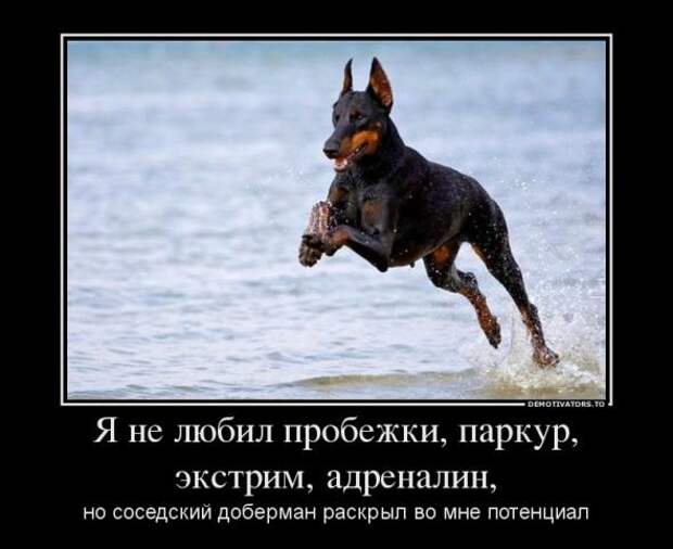 Немного новых демотиваторов