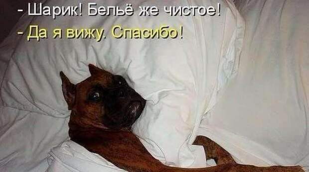 Смешные картинки и мемы, юмор которых понимают только собачники. Выпуск 2