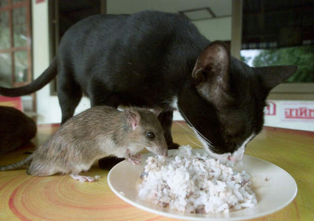 Кот и мышь — лучшие друзья? Да запросто!
