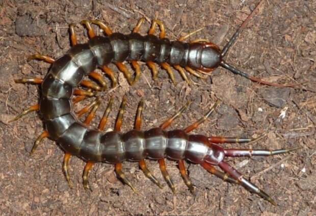 «Абсолютное зло»: где в России обитают самые опасные членистоногие в мире