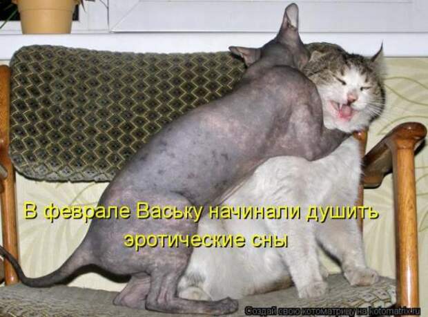 Котоматрицы