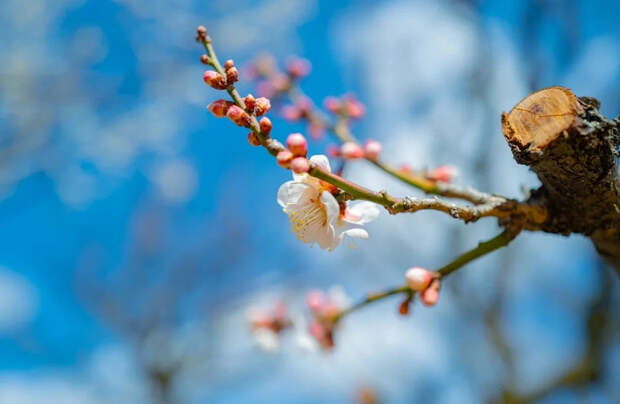 Стало известно, когда в Москву придёт настоящая весна