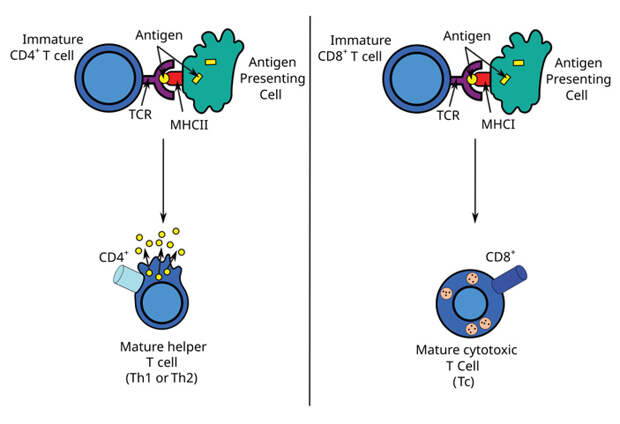 Рис. 2. Взаимодействие Т-лимфоцита и антигенпрезентирующей клетки