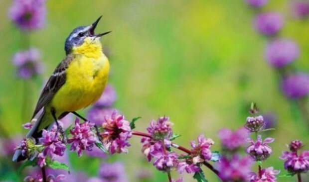 Когда поют птицы – болезни уходят видео, интересное, пение, птицы, факты