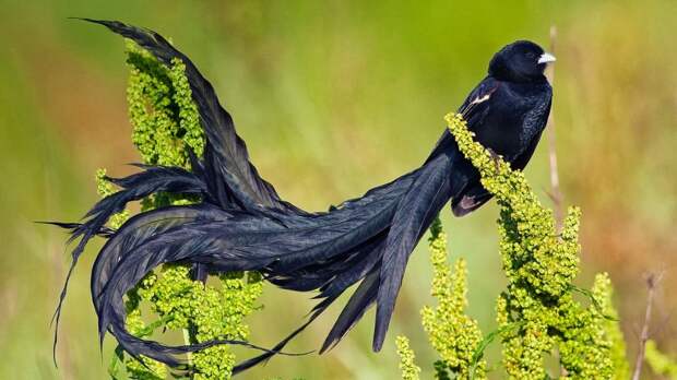 exotic-birds-1