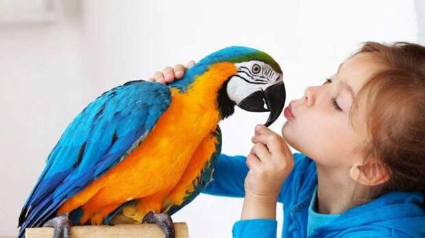 Как научить попугая говорить? Полезные советы